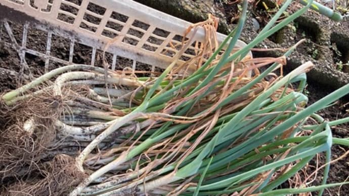 冬野菜の準備