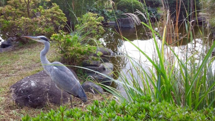 大船フラワーセンターの秋の実と花と鳥 6