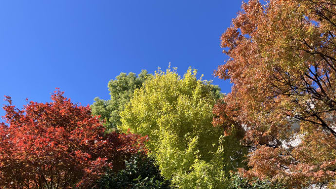 徒歩5分で紅葉狩り