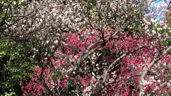 2024年 2月 3日(土)の「足立区立大谷田公園」(4)