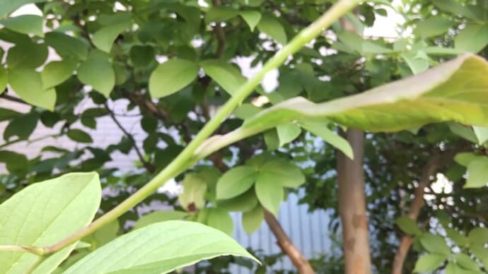 ハゴロモ:小さな白い花のような
