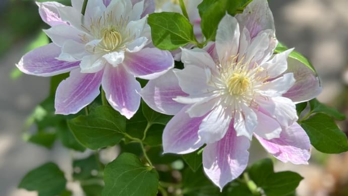 *クレマチス桃恵*購入した開花鉢の花後剪定/花がいっぱいグランドカバー