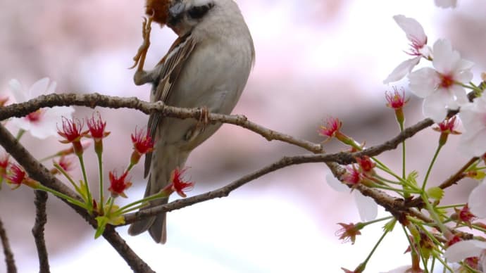 佐保川のニュウナイスズメ ・・・ 4月11日