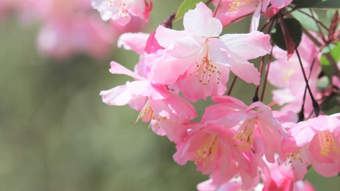 花海棠の紅、春の森