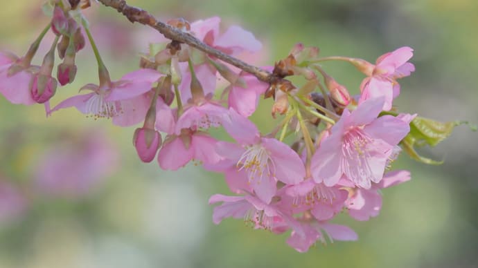 春を感じたくて..お花見に~*₊❀̥୭ 。。海の想い出 。。。