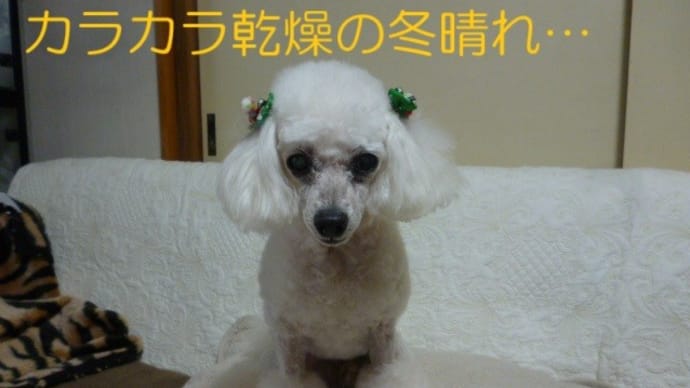 雨なしの12月…東京はカラカラ乾燥の冬晴れ~ (-_-)ウーム
