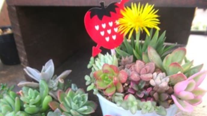 ハッピーバレンタイン & ブルーベリーの植え替え