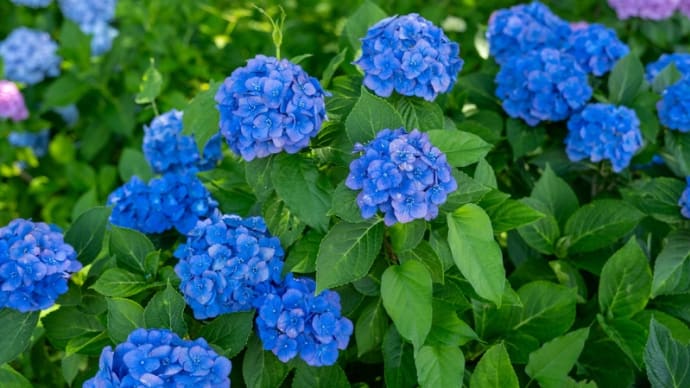 権現堂公園の紫陽花 その34