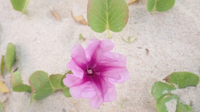 小浜島のグンバイヒルガオ
