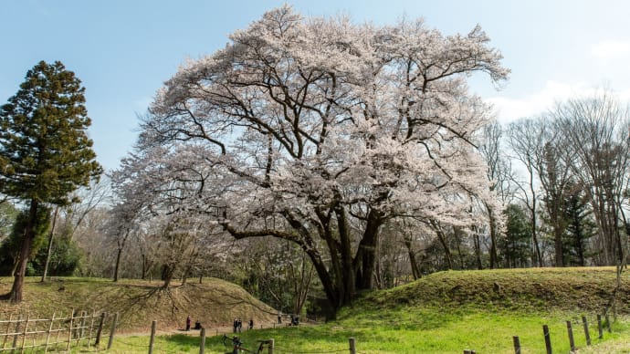 天晴れなり 氏邦桜