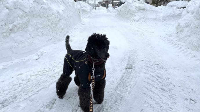 雪まみれ