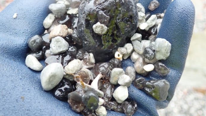 黒曜石の島 ~神津島にはどれだけ黒曜石があるの?~ 緊急番外 長根の浜編