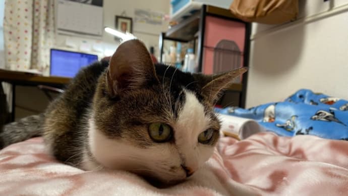 ホニャちゃんの毛