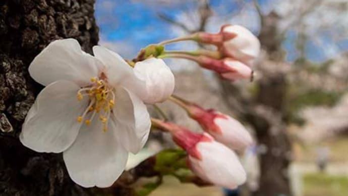 神代植物公園のサクラ 2