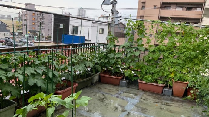 蝉時雨