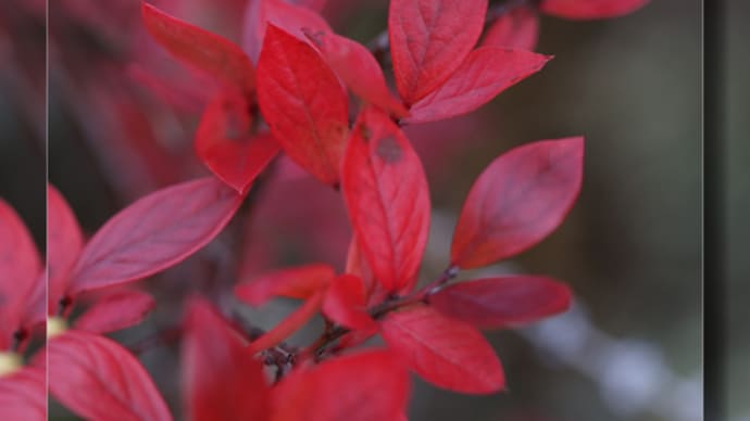 身近な紅葉