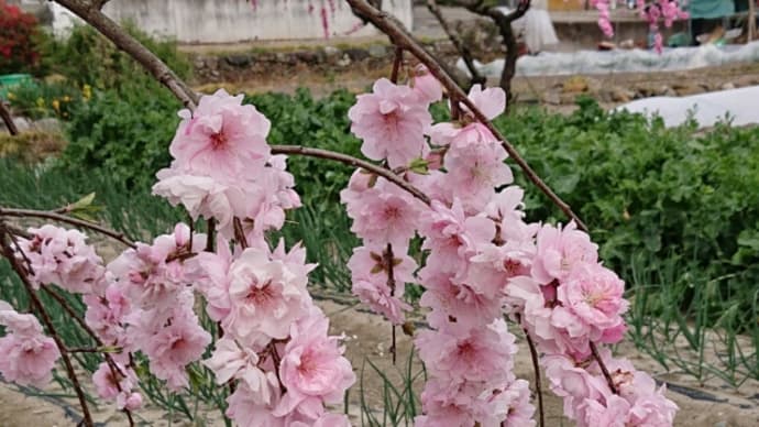 甘楽公園のしだれ桜🎵ブーベの恋人🎵