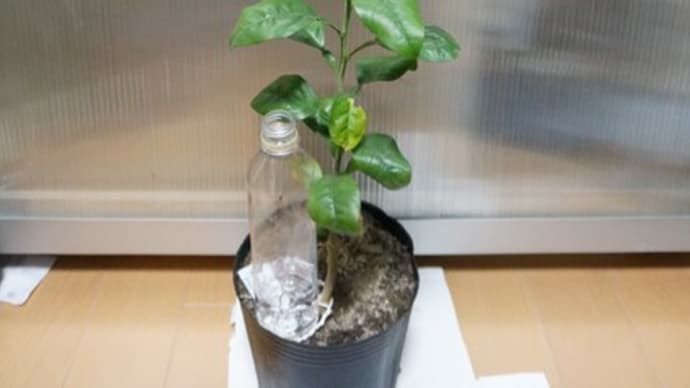 カクテルフルーツ 寄せ接ぎ!