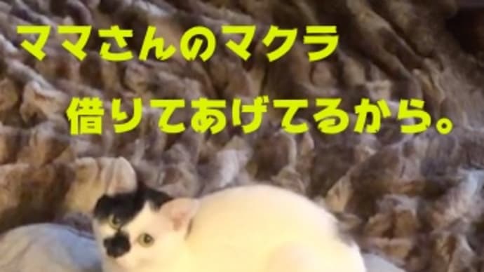 言い訳するのも楽しい