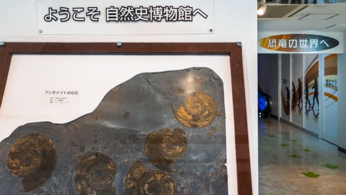 東海大学自然史博物館