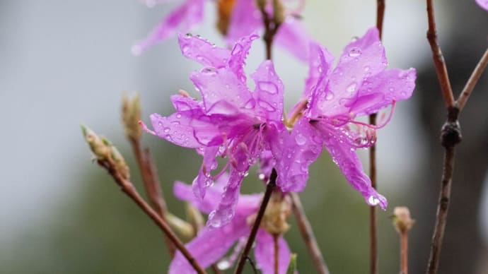 ●我が家の４月の花（4）ミツバツツジ・雨のしずく　越後雪椿　白い椿　シャクナゲ　ヒメウツギ　クレマチス・モンタナ