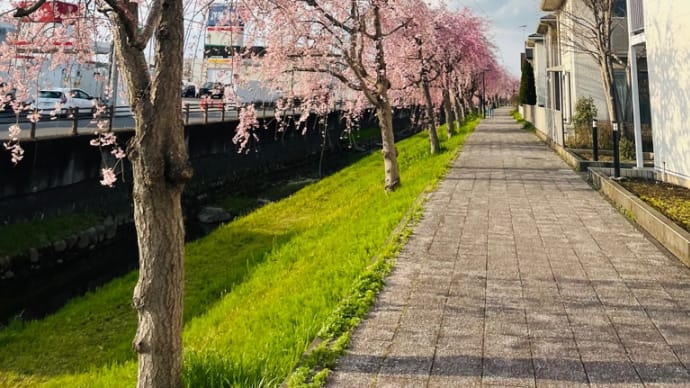 桜満開🌸