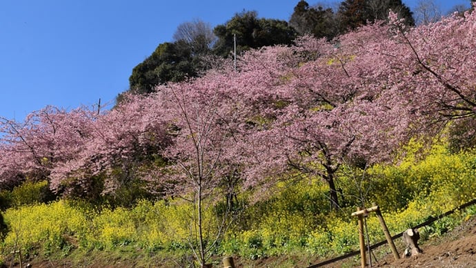 菜花・さくら狩り 神奈川県足柄上郡松田町 あぐりパーク嵯峨山苑第16回菜花まつり(3)相模湾と大島