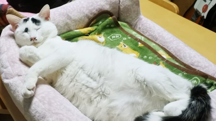 お腹周り