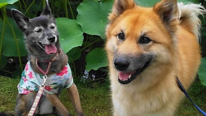 木道は 犬は抱っこで 大賀ハス