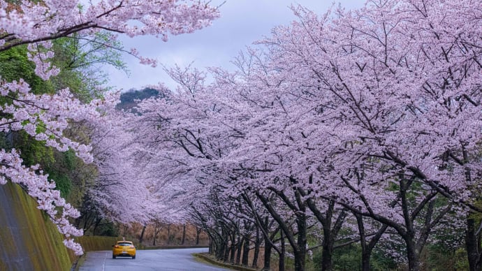 桜を求めて徳島市から神山町へ その1