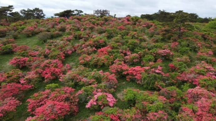 No.911　高柴山のつつじ見頃