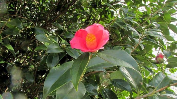 花など