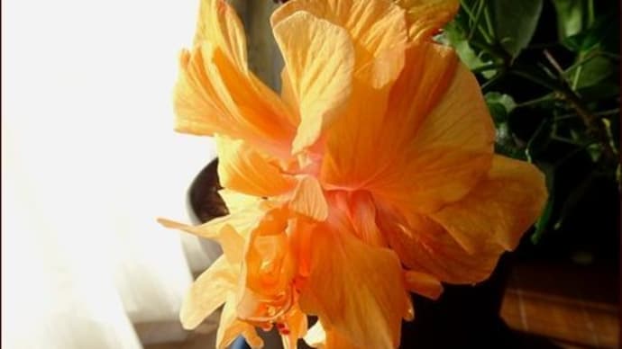 セール苗育つ★美しい白花ジンジャーの花