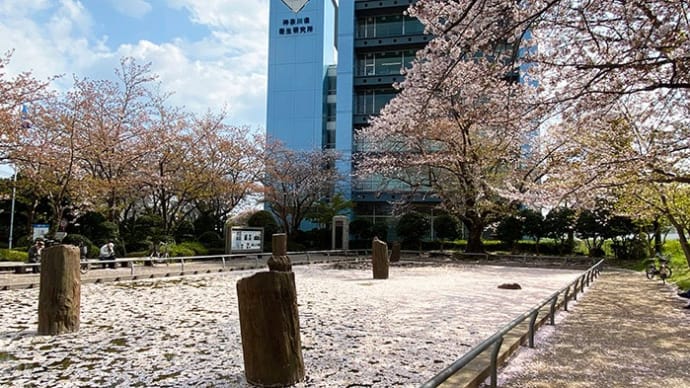 旧相模川橋脚の花筏