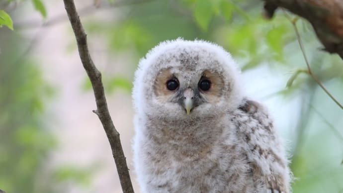 フクロウの雛(Ural owl)