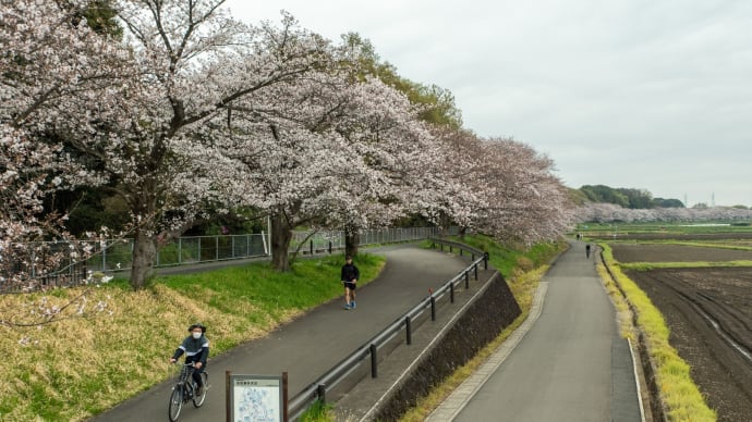 卯月の清明　見沼田んぼの桜回廊