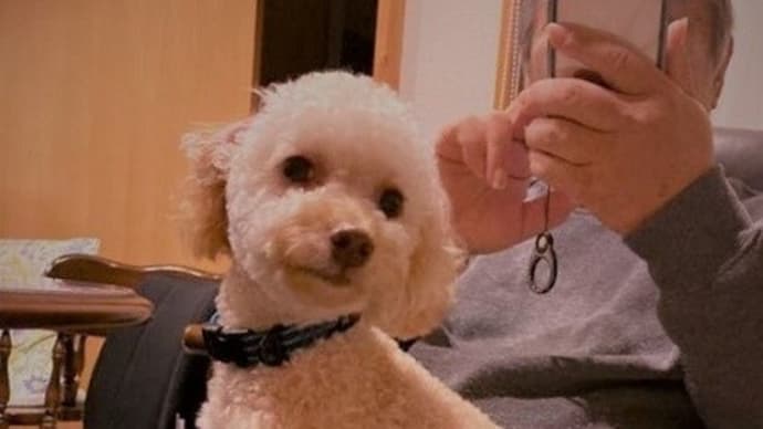 セラピー犬
