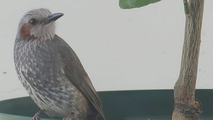 🚨👀出会い頭🐦️⬛️ヒヨドリと遭遇