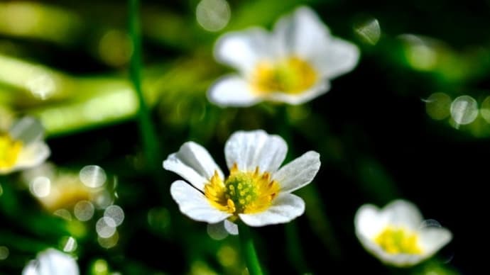 涼やかに咲く花-滋賀県米原市:醒井