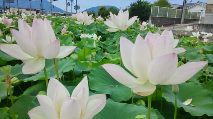 香川県三豊市で蓮見