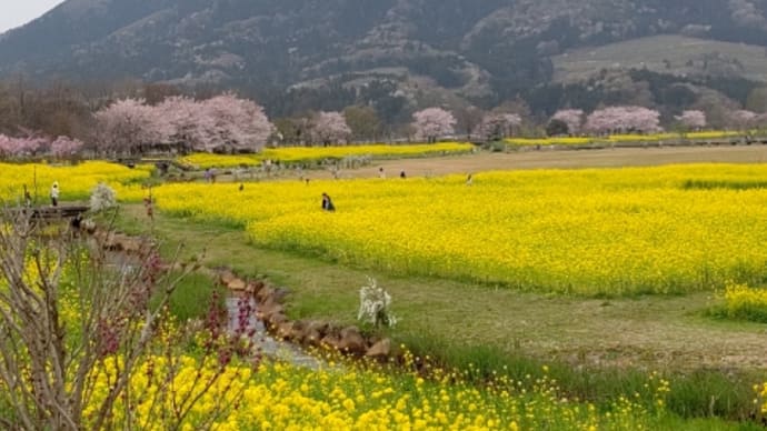 いちめんの菜の花