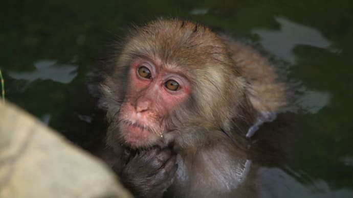 Snowy monkey(スノーモンキー)ならぬAutumn monkey(オータムモンキー)地獄谷野猿公苑の可愛いお猿さん達　