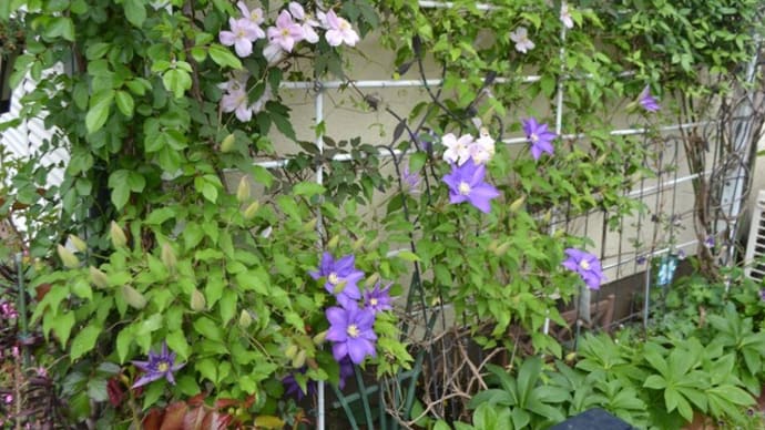 クレマチス・H・Fヤングとバラ・デンティベスの開花♪