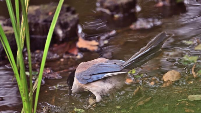 弁天池公園のオナガ