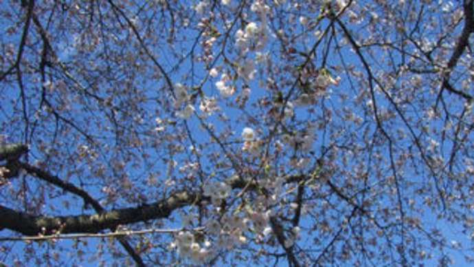 郊外のお寺の桜は５分咲き