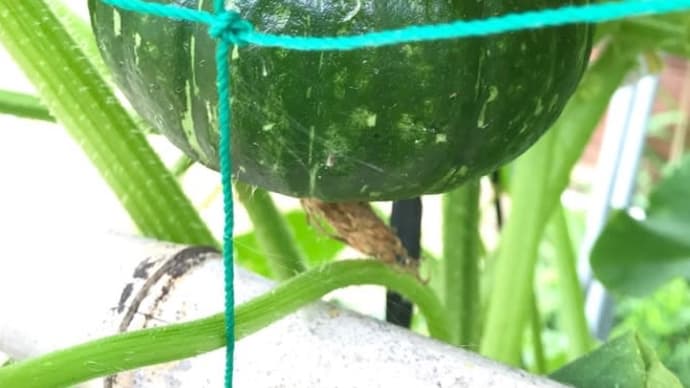 今日はトウモロコシ🌽の摘果作業