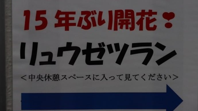 15年ぶりに「リュウゼツラン」が咲きました。