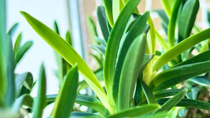 富貴蘭コラム 〜″植欲″という消費〜