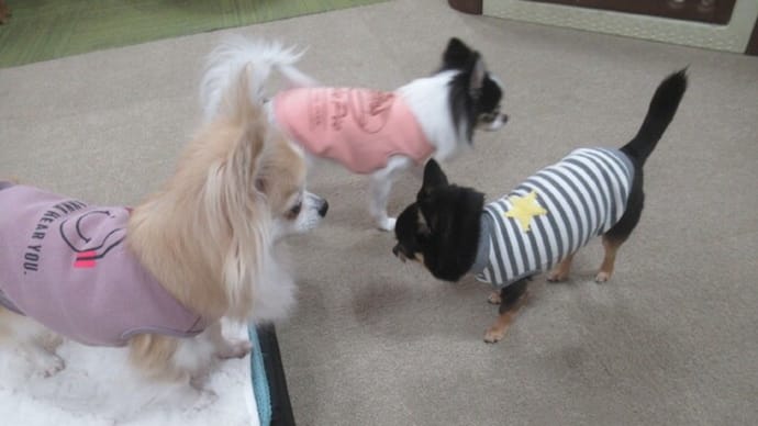 2024/01/05 犬の幼稚園BuddyDog