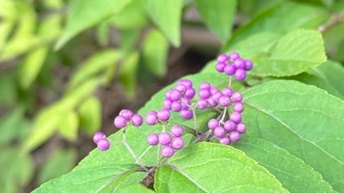 道端の。